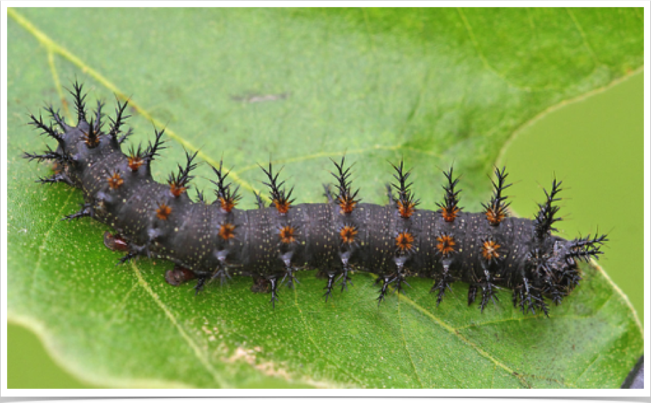 Hemileuca maia
Buck Moth
Cherokee County, Alabama